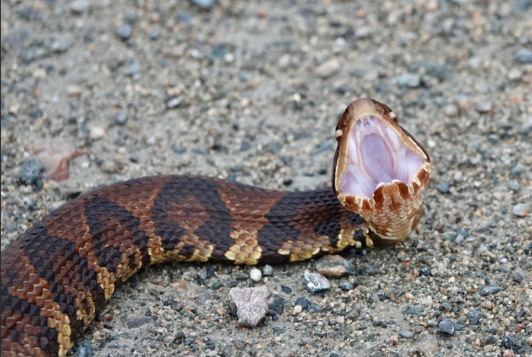 A look at the notorious cottonmouth and the lore that follows this common snake