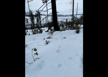 Elusive creature last spotted in Oregon mountains in 1969 seen scurrying across highway