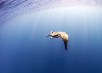 Rare sea creature — a 12-foot ‘devil’ — spotted off US East Coast for the first time
