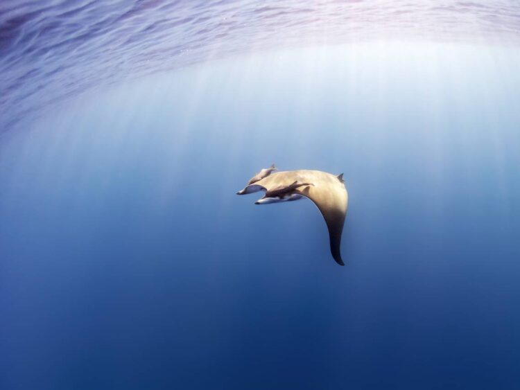 Rare sea creature — a 12-foot ‘devil’ — spotted off US East Coast for the first time