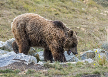 Bear kills jogger; same animal reportedly attacked 2 others in 2020