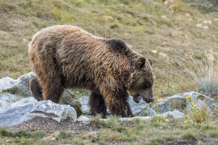 Bear kills jogger; same animal reportedly attacked 2 others in 2020
