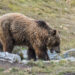 Bear kills jogger; same animal reportedly attacked 2 others in 2020