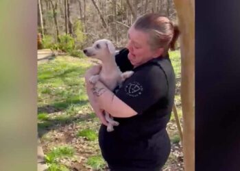 18-year-old dog missing for three years reunited with owner