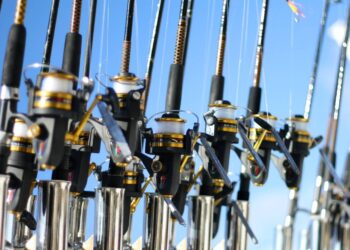 Monster fish reeled in by angler may be biggest ever caught in Tennessee. Take a look