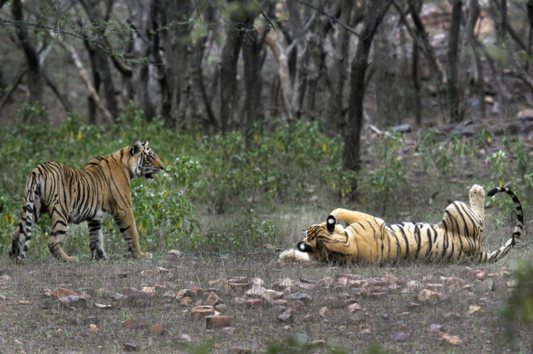 As tiger count grows, India’s Indigenous demand land rights