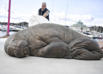 Life-size sculpture of euthanized walrus unveiled in Norway