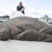 Life-size sculpture of euthanized walrus unveiled in Norway