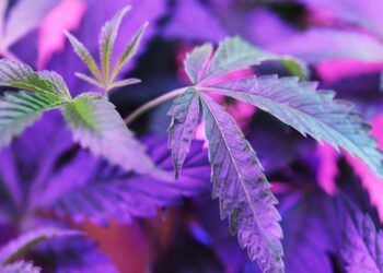 Marijuana strain types. Experts weigh in on the differences between indica and sativa