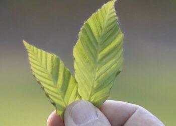 Highly invasive disease threatening trees all across New Jersey and Pennsylvania