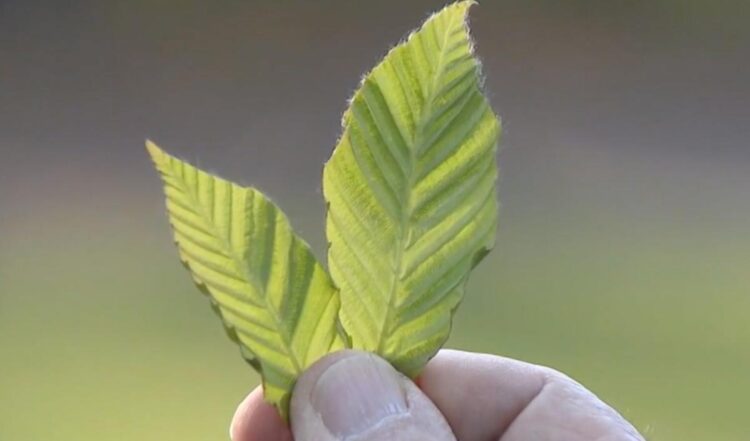 Highly invasive disease threatening trees all across New Jersey and Pennsylvania