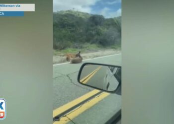 Deer escapes mountain lion attack in Southern California