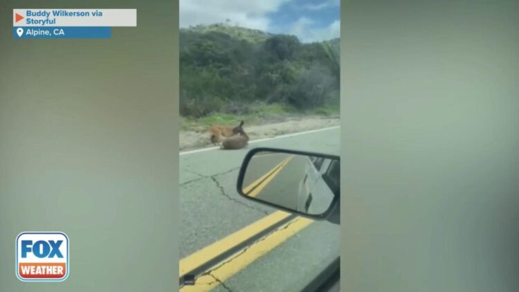 Deer escapes mountain lion attack in Southern California