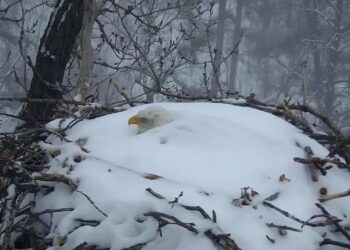 A bald eagle who went viral for refusing to leave its nest during a snowstorm lost its only chick after the nest fell to the ground