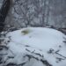 A bald eagle who went viral for refusing to leave its nest during a snowstorm lost its only chick after the nest fell to the ground