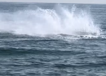 Creature as massive as it is rare seen splashing off UK coast in ‘mesmerizing’ video