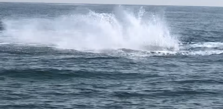 Creature as massive as it is rare seen splashing off UK coast in ‘mesmerizing’ video