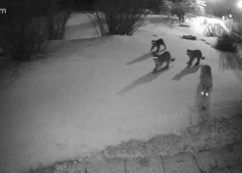 Mountain lion pack caught on Ring video in Colorado neighborhood at night
