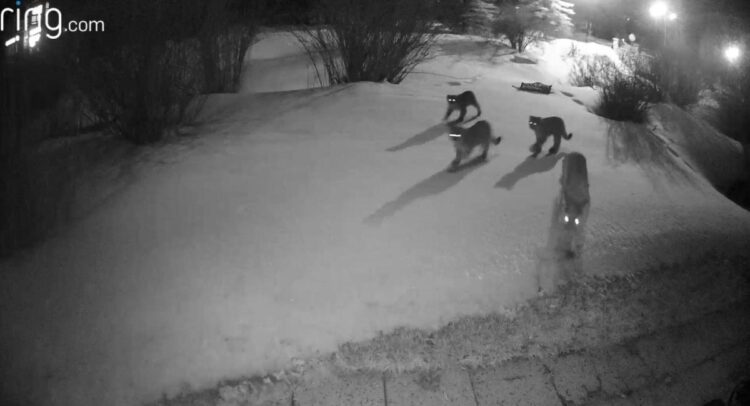 Mountain lion pack caught on Ring video in Colorado neighborhood at night