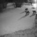 Mountain lion pack caught on Ring video in Colorado neighborhood at night