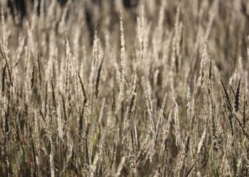 Creature thought ‘extinct’ in African park spotted for first time in decades. See it