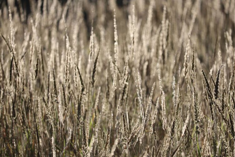Creature thought ‘extinct’ in African park spotted for first time in decades. See it
