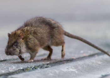 Living in your walls and immune to poison, a plague of super rats is taking over our homes