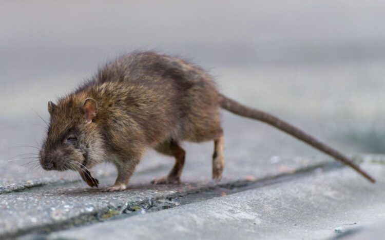 Living in your walls and immune to poison, a plague of super rats is taking over our homes