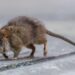 Living in your walls and immune to poison, a plague of super rats is taking over our homes