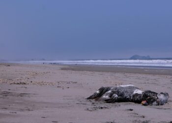 The worst bird flu outbreak in US history is ‘wiping out everything in numbers we’ve never seen before.’ Here’s what you need to know.