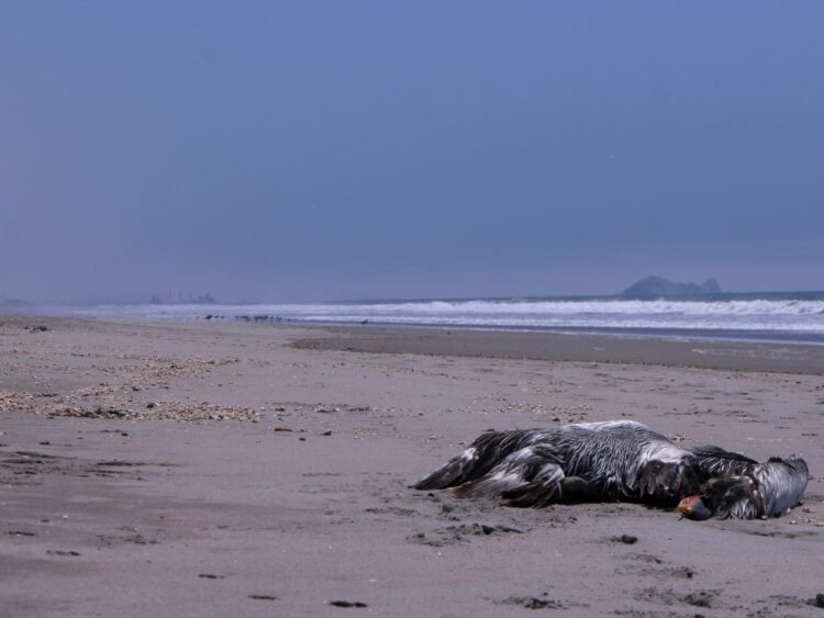 The worst bird flu outbreak in US history is ‘wiping out everything in numbers we’ve never seen before.’ Here’s what you need to know.