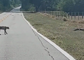 Brave bobcat stalking alligator across road has second thoughts, Florida video shows