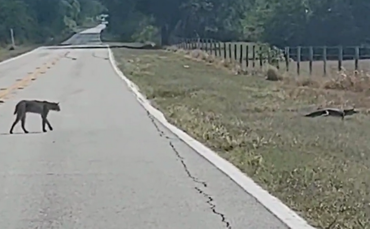 Brave bobcat stalking alligator across road has second thoughts, Florida video shows