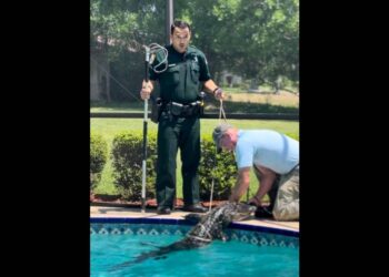 Alligator captured in Florida pool, but deputy’s reaction is what has people talking