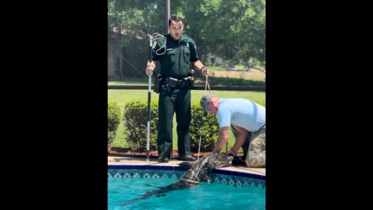 Alligator captured in Florida pool, but deputy’s reaction is what has people talking