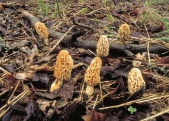 Mushroom hunter finds body of woman in town without a murder since 1996, MO cops say