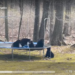 Watch bear family bounce and play on woman’s backyard trampoline. ‘We are very similar’