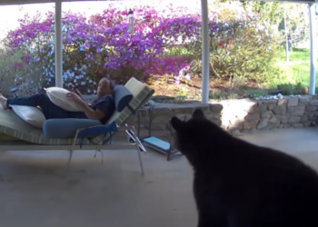 Man turns to see bear in his face and jumps, NC video shows. Bear is just as startled