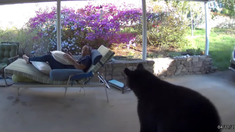 Man turns to see bear in his face and jumps, NC video shows. Bear is just as startled