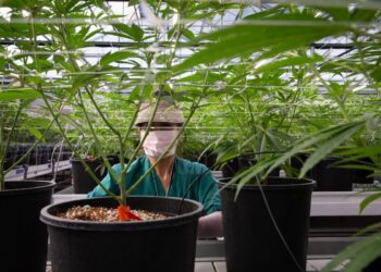 Arizona voters made a huge mistake when we legalized recreational marijuana