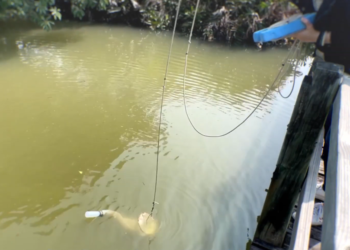 Cube-shaped creature with 24 eyes discovered hiding in pond in Hong Kong, study says