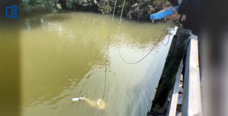 Cube-shaped creature with 24 eyes discovered hiding in pond in Hong Kong, study says
