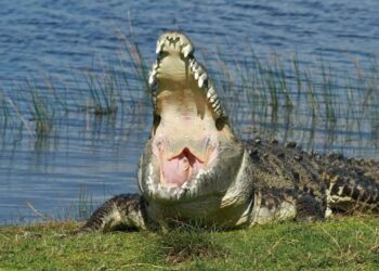 A wildlife photographer on the hunt for ‘Croczilla’ felt ‘small and powerless’ when she finally came face-to-face with the Everglades’ 14-foot beast
