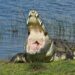 A wildlife photographer on the hunt for ‘Croczilla’ felt ‘small and powerless’ when she finally came face-to-face with the Everglades’ 14-foot beast