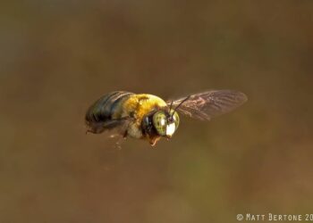 Carpenter bees a spring buzzkill? What to do if you find their holes in your deck