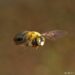 Carpenter bees a spring buzzkill? What to do if you find their holes in your deck