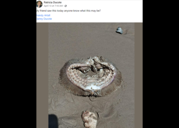 ‘What nightmares are made of.’ Creepy, toothy thing seen on Texas beach is identified