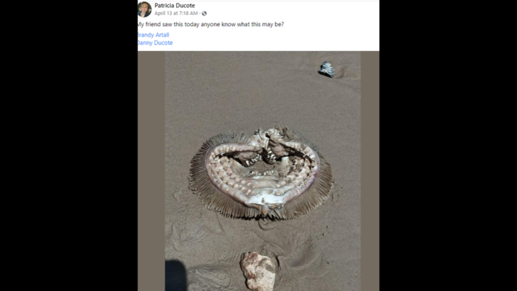 ‘What nightmares are made of.’ Creepy, toothy thing seen on Texas beach is identified