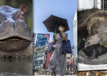 ‘Escobar’ hippo dies in car crash — and other world news you may have missed
