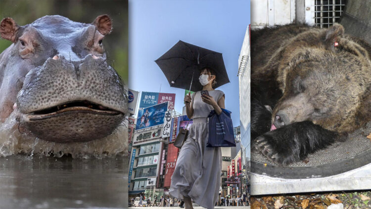 ‘Escobar’ hippo dies in car crash — and other world news you may have missed